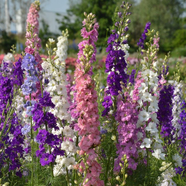 100 Mixed Imperial Rocket Larkspur Flower Seeds