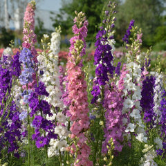 100 Mixed Imperial Rocket Larkspur Flower Seeds