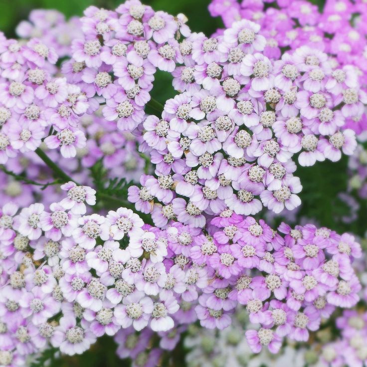500 Siberian Yarrow Flower Achillea Millefolium Seeds