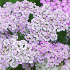 500 Siberian Yarrow Flower Achillea Millefolium Seeds