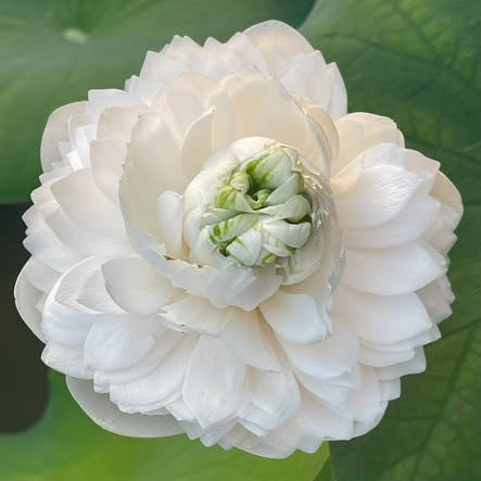 Close-up of a white flower with green center on a green leaf background