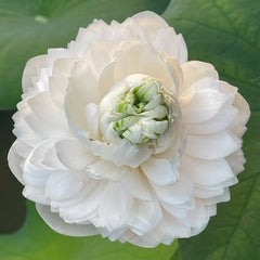 Close-up of a white flower with green center on a green leaf background