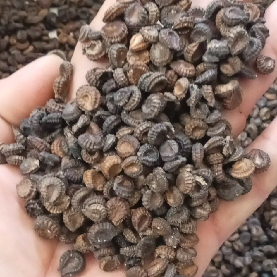 Hand holding a small pile of dark peppercorns with a blurred background