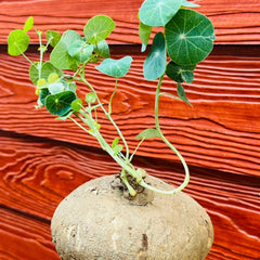 Plant growing out of a potato against a red wooden background