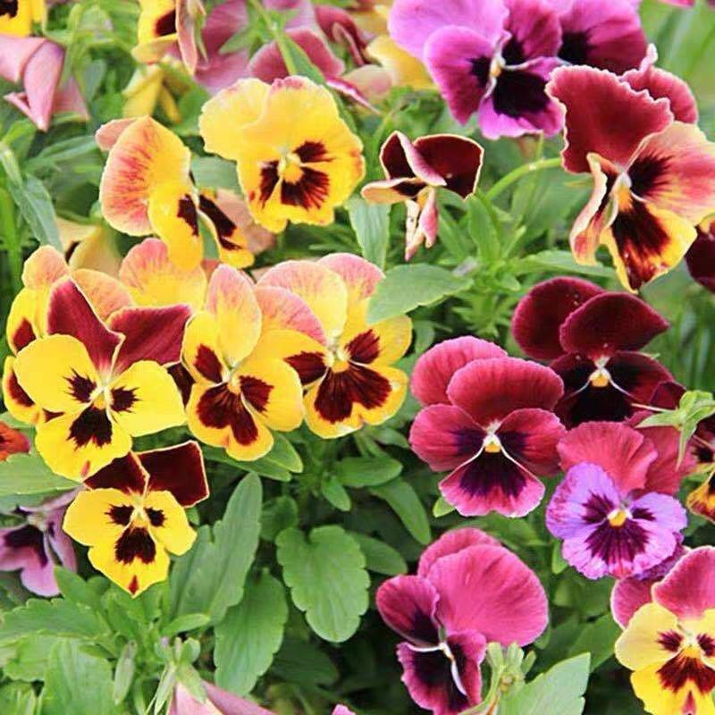 100 Bunga Wild Pansy Flower Seeds