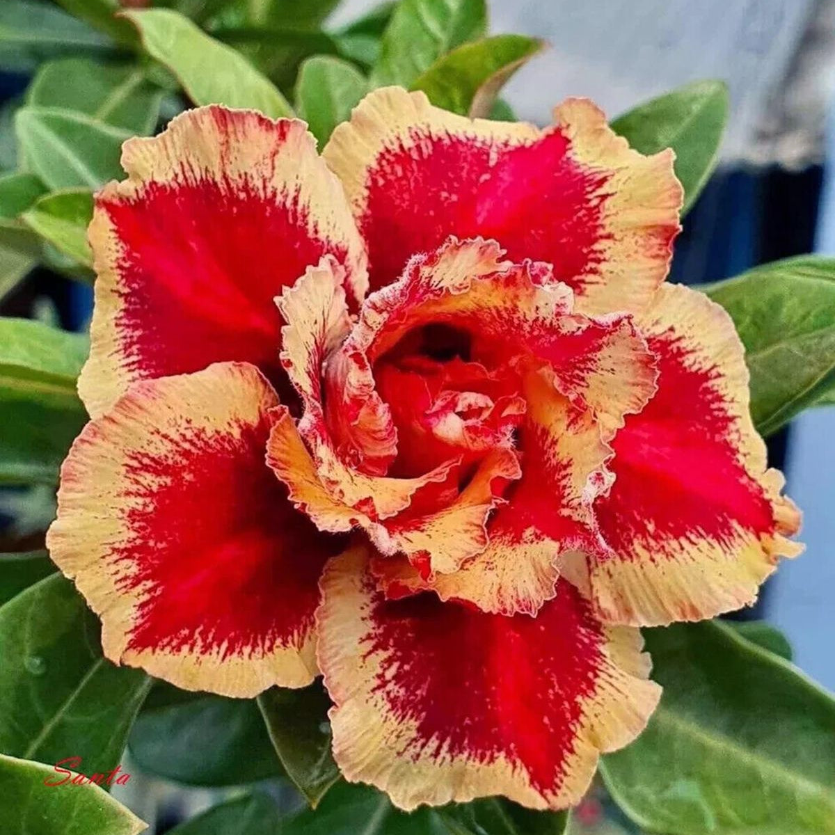15 Thai Orange Mango Adenium Obesum Double layer Desert Rose Seeds