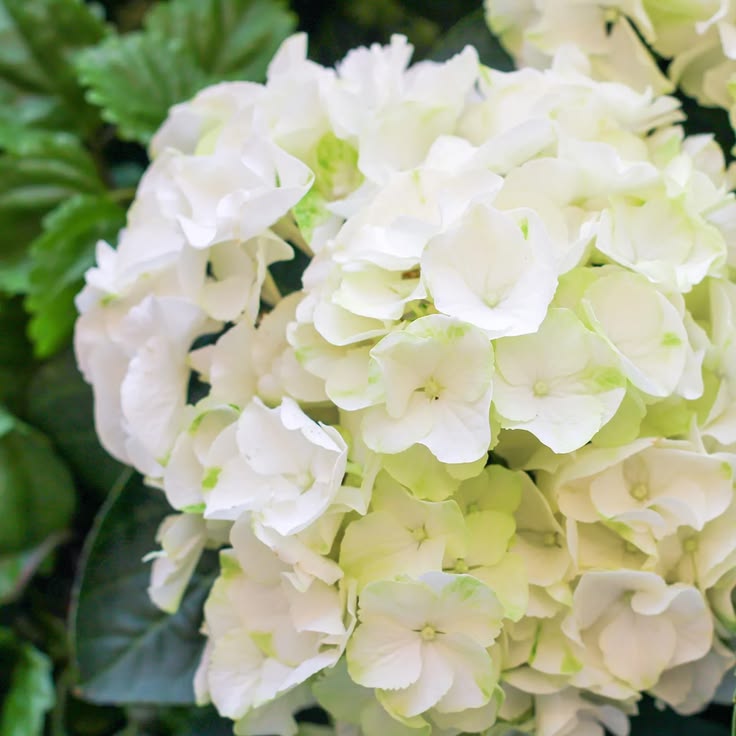 50 Bright White Hydrangea Hardy Perennial Flowers Seeds