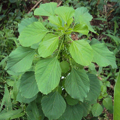 100 Indian acalypha Indian nettle Indian copperleaf Seeds Cats Love