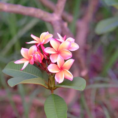 Close-up of pink flowers with green leaves on a blurred natural background