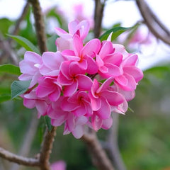 Close-up of pink flowers with green leaves on a blurred natural background