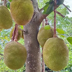 Jackfruits growing on a tree with a natural background