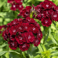 300 Black Cherry Dianthus Sweet William Flower Seeds