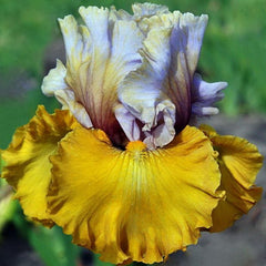 100 Pirate Queen Iris Seeds