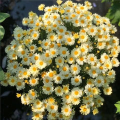 500  Lemon Yellow Daisy Flower Seeds