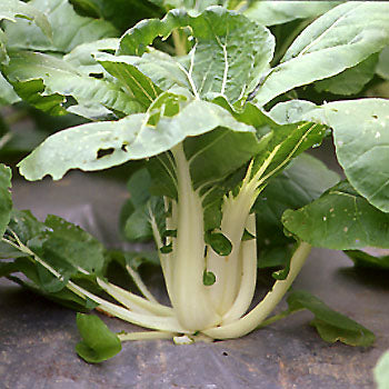 500 Chimese Cabbage Tiny Pak Choi Bok Choy Seeds Flowering Cabbage