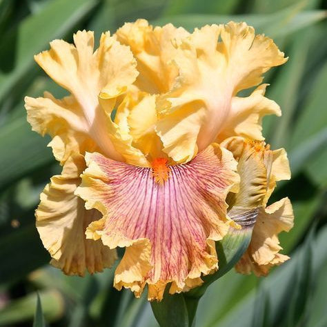 100 Jeanne Clay Plank Iris Seeds