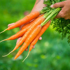 400 Napoli Carrot Seeds