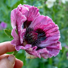 2000 Patty’s Plum Poppy Flower Seeds