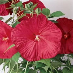 100 Luna Red Hibiscus Hardy Flower Perennials Seeds