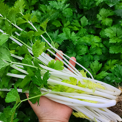1000 White Celery Seeds