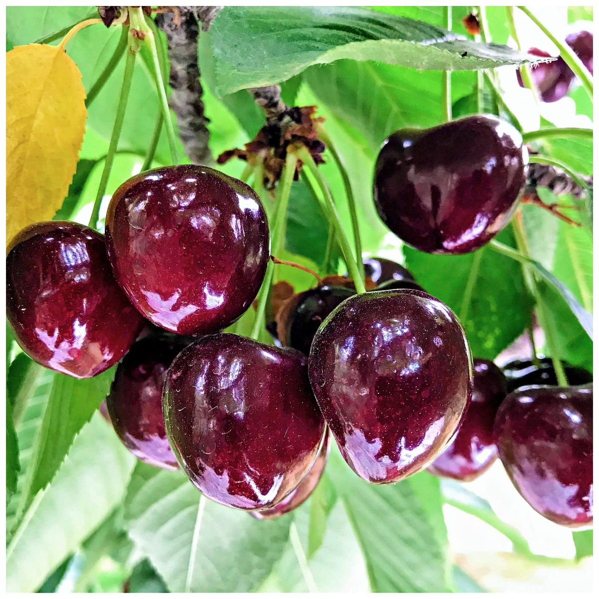 30 Sunburst Cherry Bonsai Tree Seeds