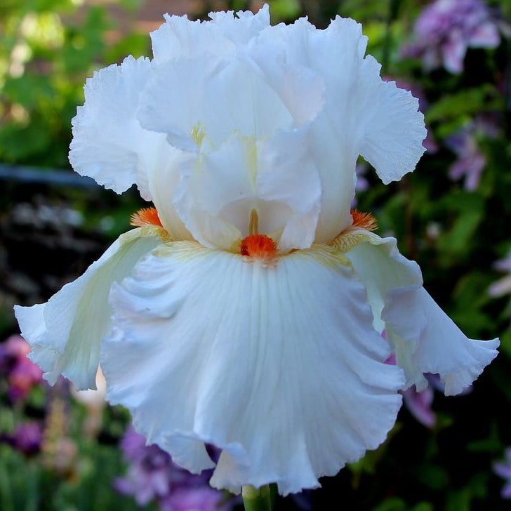 100 Christmas Eve Iris Seeds