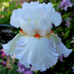 100 Christmas Eve Iris Seeds