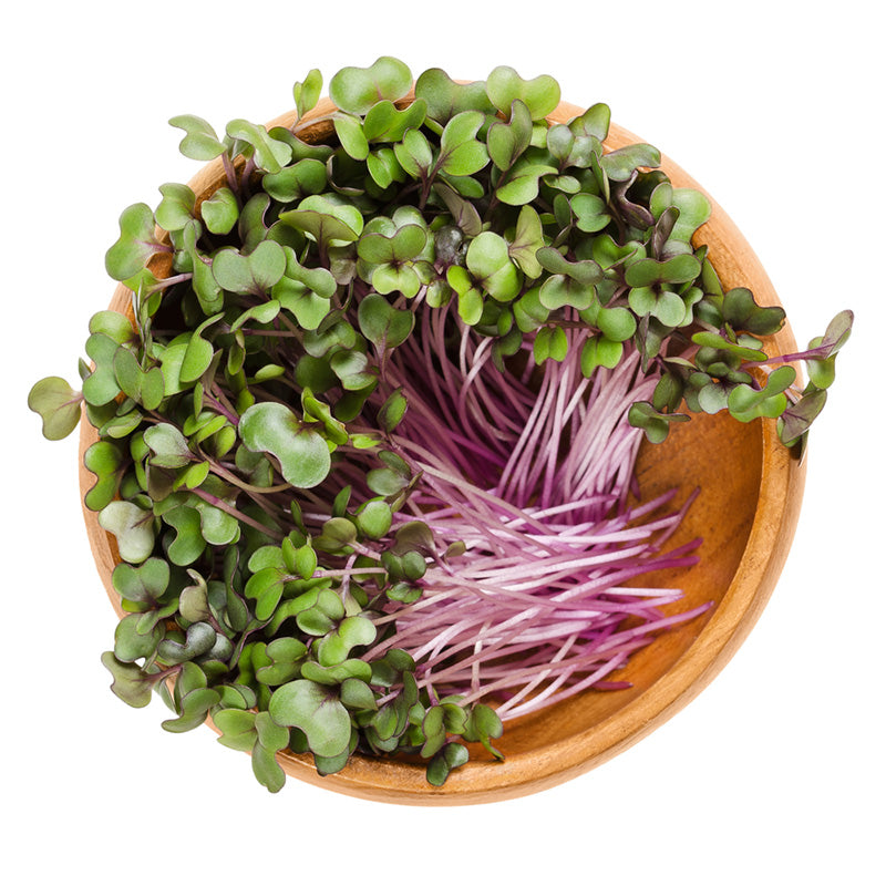 300 Red Cabbage Sprouts Microgreen Seeds
