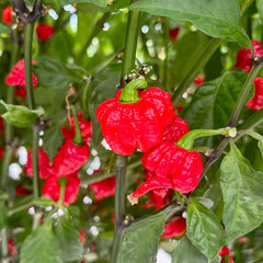 25 Red Carolina Reaper Chili Pepper Seeds