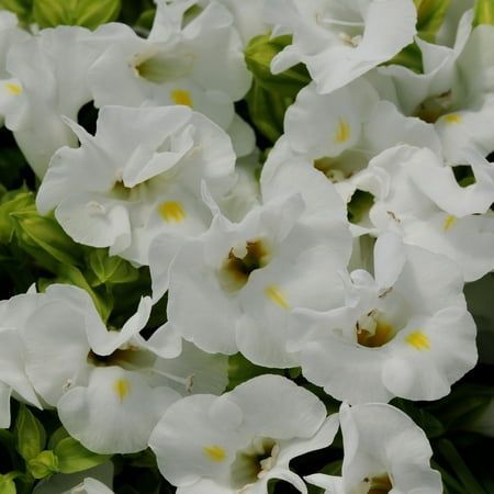 300 White Torenia Wishbone Flower Seeds