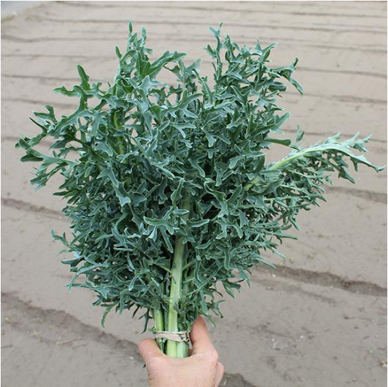 200 Hydra Kale F1 Vegetable Seeds