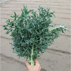 200 Hydra Kale F1 Vegetable Seeds