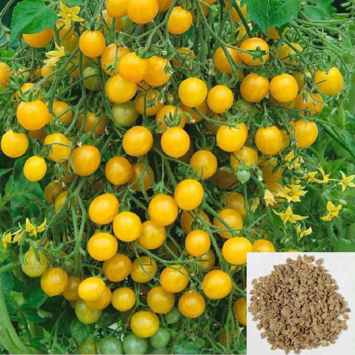 100 Yellow Tomato Bonsai Vegetables Potted Plants