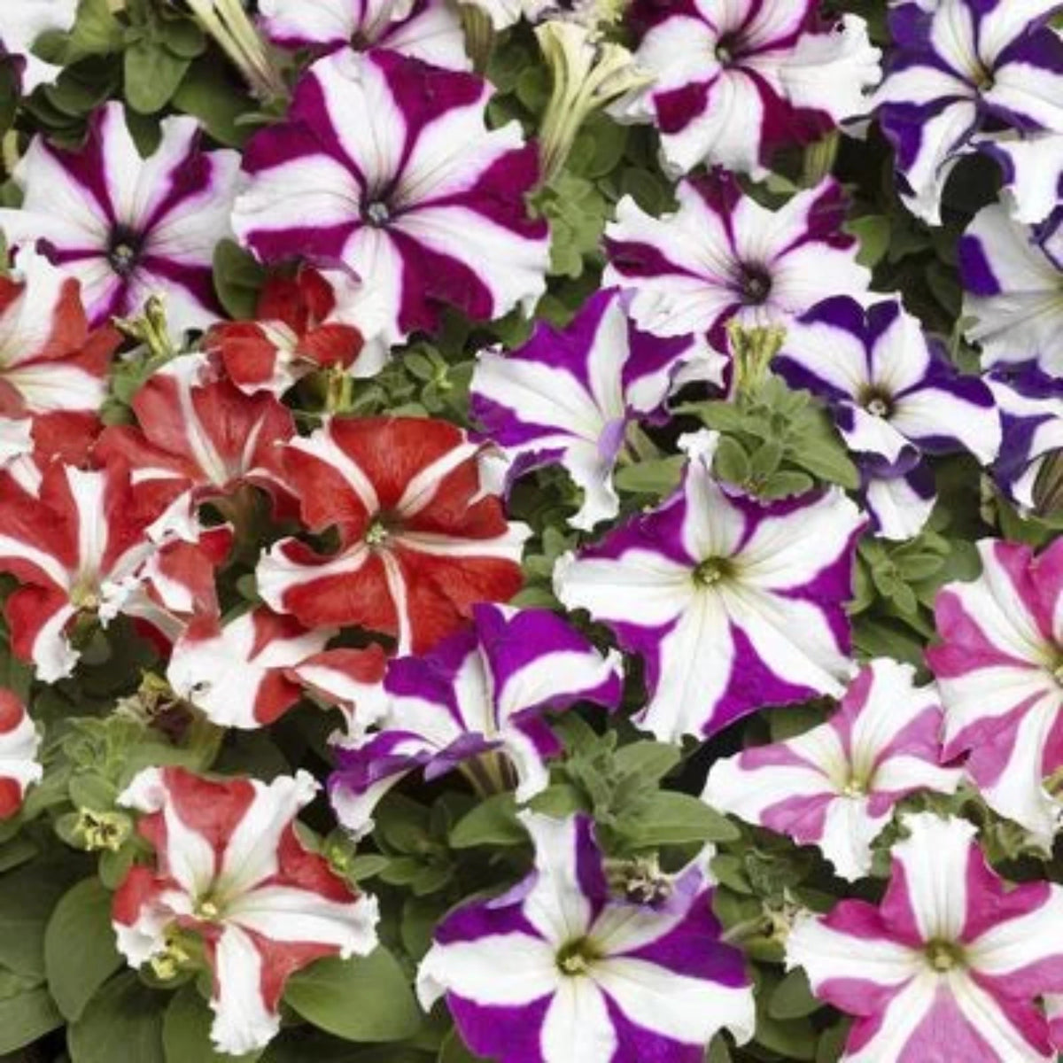 1000 Lambada Petunia Seeds Grandiflora, Multiflora, Milliflora Perennial Flowers Annual Seeds (Flower)