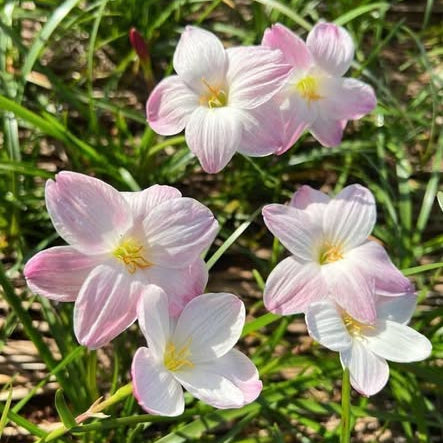 Pink and white flowers with yellow centers on a grassy background