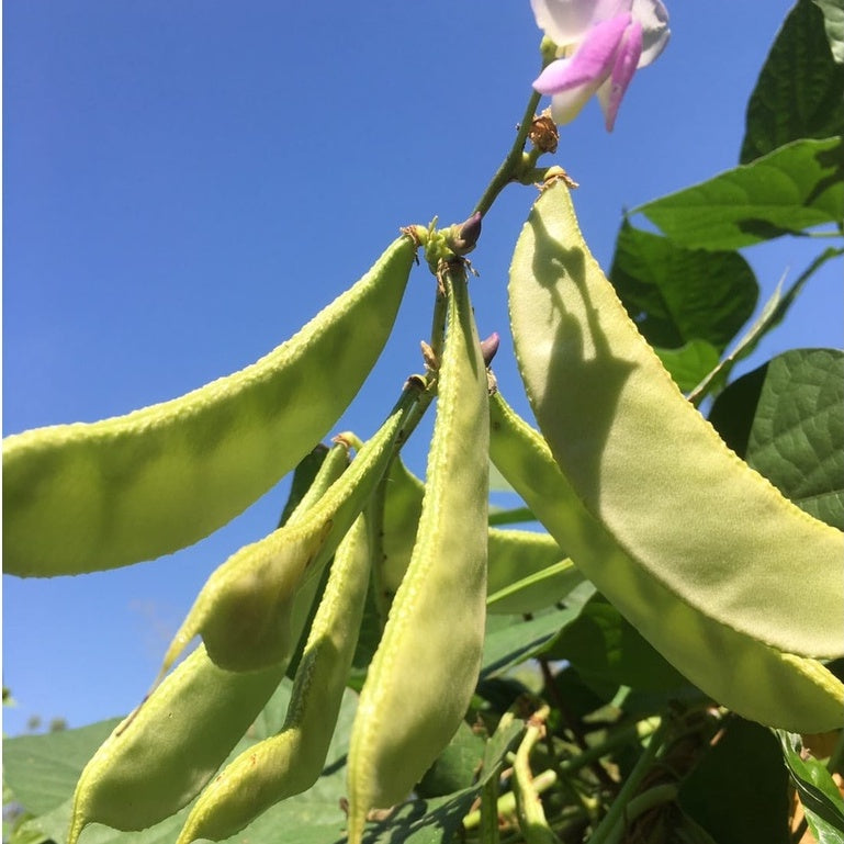 50 Lablab Bean Hyacinth Bean Bonavist Bean Seeds