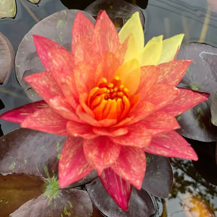 Pink and yellow water lily flower with dark green leaves in the background