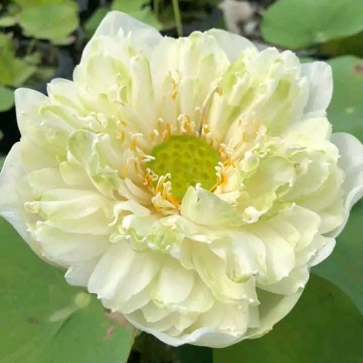 Light green lotus flower with a blurred background