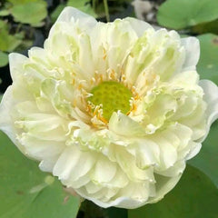 Light green lotus flower with a blurred background