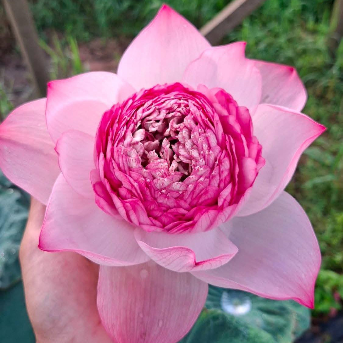 Pink lotus flower held by a hand with a blurred green background