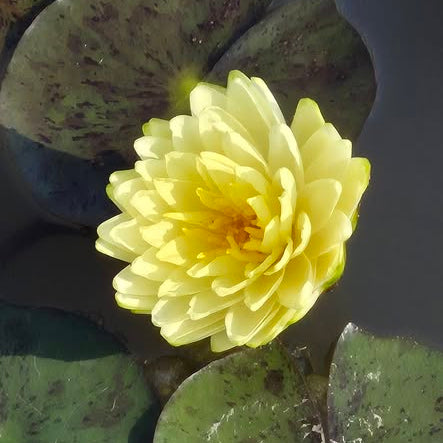 Yellow water lily flower with green leaves on a dark background