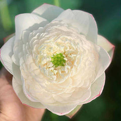 Close-up of a white flower with a green center, held by a hand against a blurred green background.