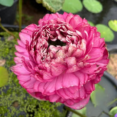 Pink flower with green leaves and water surface in the background