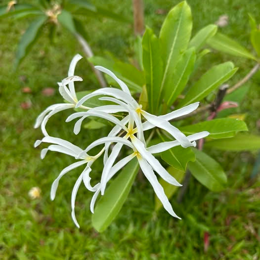 White flowers with green leaves on a grassy background