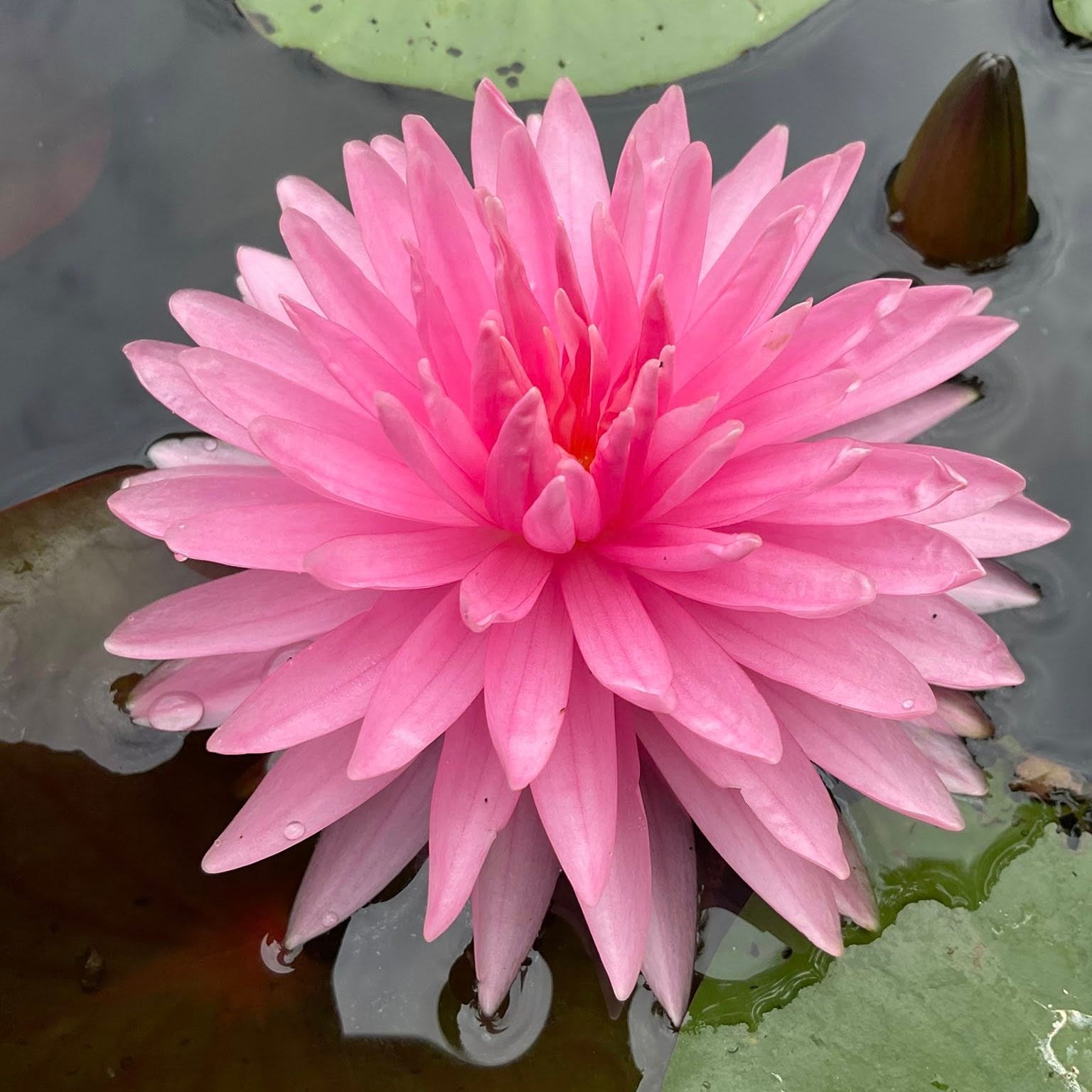 Pink water lily flower with green leaves in the background