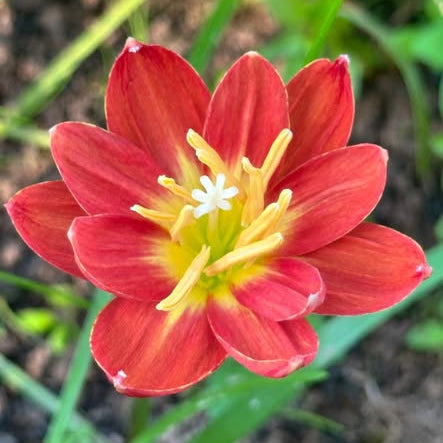 Close-up of a red flower with yellow center on a blurred green background