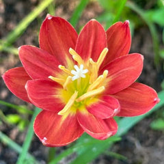 Close-up of a red flower with yellow center on a blurred green background
