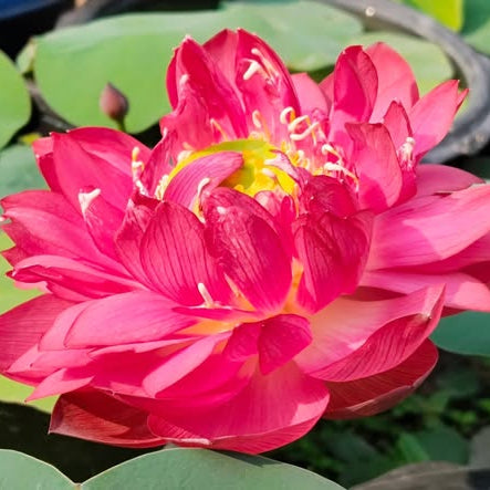 Pink lotus flower with green leaves in the background