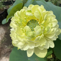 Light green lotus flower with buds in a natural setting