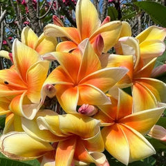 Close-up of vibrant yellow and orange flowers with green leaves in the background